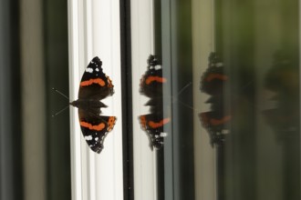 Red admiral butterfly (Vanessa atalanta) adult insect on a house conservatory window frame in