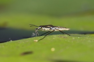 Common pond skater (Gerris lacustris) adult insect feeding on an aphid on a water lily pad or leaf