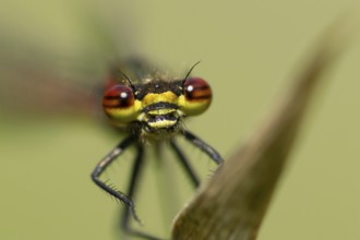 Large red damselfly (Pyrrhosoma nymphula) adult insect resting on a plant leaf in summer, England,