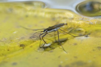 Common pond skater (Gerris lacustris) adult insect on a fallen autumn tree leaf on the water