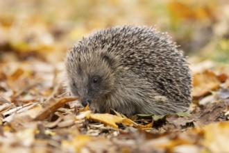 European hedgehog (Erinaceus europaeus) adult animal on fallen autumn leaves, England, United