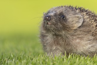 European hedgehog (Erinaceus europaeus) adult animal on a garden grass lawn, England, United