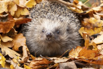 European hedgehog (Erinaceus europaeus) adult animal amongst fallen autumn leaves, England, United