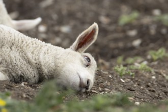 Domestic sheep (Ovis aries) juvenile baby lamb farm animal laying its head on the ground, England,