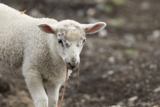 Domestic sheep (Ovis aries) juvenile baby lamb farm animal with a piece of rope in its mouth,