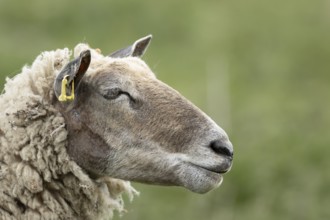 Domestic sheep (Ovis aries) adult female ewe farm animal head portrait, England, United Kingdom
