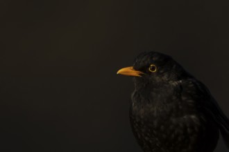 Eurasian blackbird (Turdus merula) adult male garden bird head portrait, England, United Kingdom