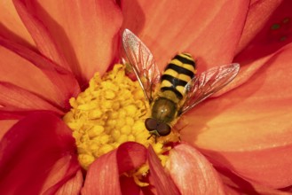Common hoverfly (Eupeodes corollae) adult insect feeding on a garden Dahlia flower in summer,