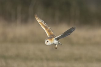 Barn owl (Tyto alba) adult bird of prey hunting in flight over grassland, England, United Kingdom
