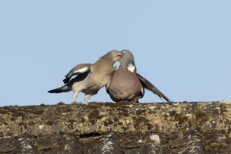 Wood pigeon (Columba palumbus) adult garden bird feeding a juvenile baby squab bird on a house roof