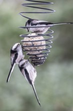 Long-tailed tits (Aegithalos caudatus) at the tit dumpling, Emsland, Lower Saxony, Germany