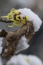 Witch hazel (Hamamelis mollis Pallida) in the snow, Emsland, Lower Saxony, Germany