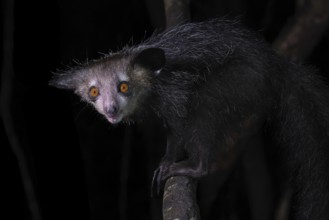 Aye-aye (Daubentonia madagascariensis) in the lowland rainforests of eastern Madagascar