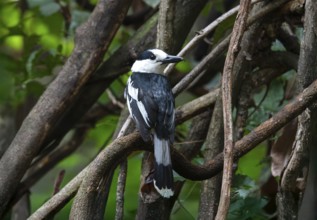 Hookbill vanga (Vanga curvirostris) in the Ankarafantsika dry forests in western Madagascar
