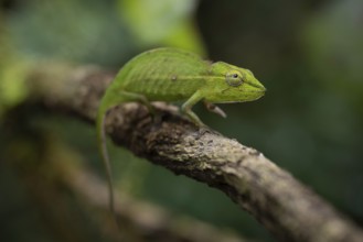 Chameleon female (Calumma gastrotaenia) in the rainforests of the central highlands of Madagascar