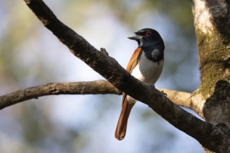 Red Vanga, Rufous Vanga (Schetba rufa) in the Ankarafantsika dry forest in western Madagascar