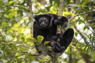 An Indri lemur (Indri indri) in the rainforest, in the central east of Madagascar