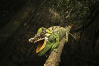 Male chameleon (Calumma malthe) in the mountain cloud forests of eastern Madagascar
