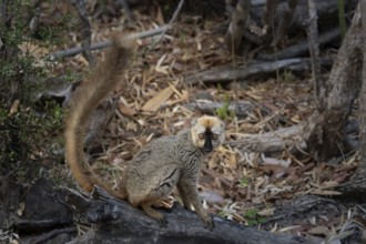 Male red-fronted lemur (Eulemur rufifrons) in the Kirindy dry forest, western Madagascar