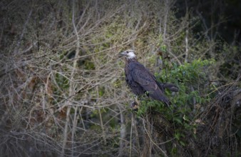 Madagascar Fish-Eagle, Malagasy Fish-Eagle (Haliaeetus vociferoides) in the dry forests of