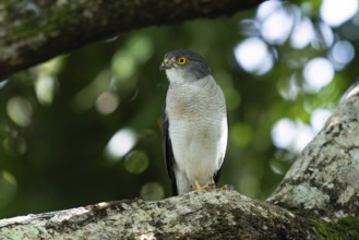 Lizard Goshawk, Frances Sparrow-Hawk (Accipiter francesiae) in the lowland rainforests of eastern
