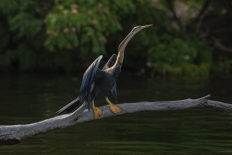 African Darter (Anhinga rufa) at a lake in the west of Madagascar