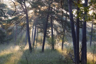 Morning atmosphere in a pine forest, Scots pine (Pinus sylvestris), Pupplinger Au, Isar