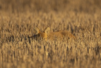 Chinese water deer (Hydropotes inermis) adult animal resting in a farm stubble field, England,