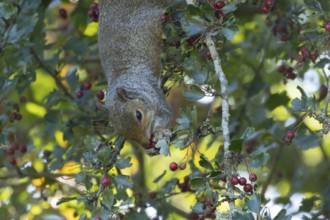 Grey squirrel (Sciurus carolinensis) adult animal feeding on Hawthorn tree berries in summer,
