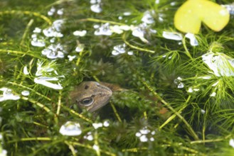 Common frog (Rana temporaria) adult amphibian on the water surface of a garden pond amongst pond