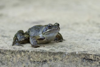 Common frog (Rana temporaria) adult amphibian on a garden paving slab in summer, England, United