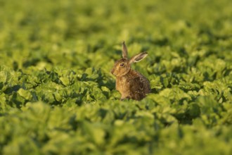 European brown hare (Lepus europaeus) adult animal in a arable farm sugar beet crop field in