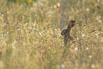European brown hare (Lepus europaeus) adult animal in a farmland field amongst wild flowers in