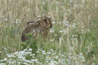 European brown hare (Lepus europaeus) adult animal in a farmland field in summer, England, United