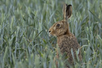 European brown hare (Lepus europaeus) adult animal in a farmland wheat crop field in summer,