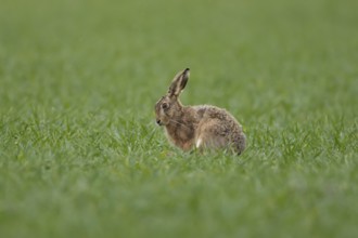 European brown hare (Lepus europaeus) adult animal in a farmland cereal crop field in springtime,