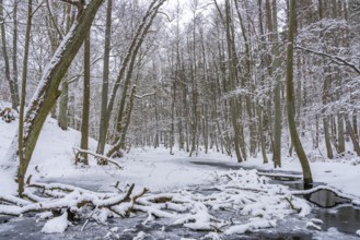 Landscape covered by snow with fallen trees on the Briese river in the forest in winter, landscape