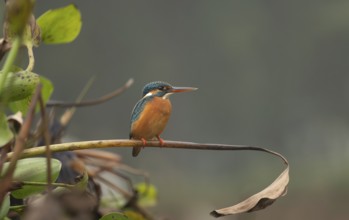 A common kingfisher (Alcedo atthis), Sreepur, Gazipur, Bangladesh