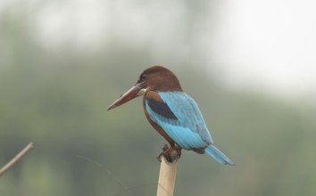 A white-throated kingfisher (Halcyon smyrnensis), Sreepur, Gazipur, Bangladesh