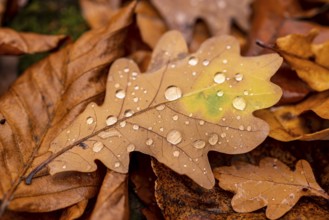 Close-up of the leaf of an oak (Quercus) in autumnal brown colouring on the ground of a forest,