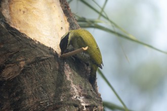 A female Streak-throated woodpecker (Picus xanthopygaeus) is feeding on date palm sap. Sreepur,