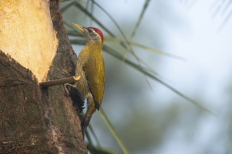 A male streak-throated woodpecker (Picus xanthopygaeus) is sitting on a date palm tree. Sreepur,