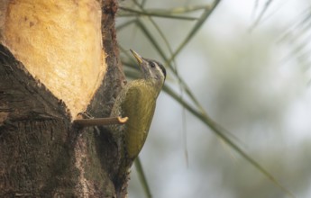 A female streak-throated woodpecker (Picus xanthopygaeus) is sitting on a date palm tree. Sreepur,