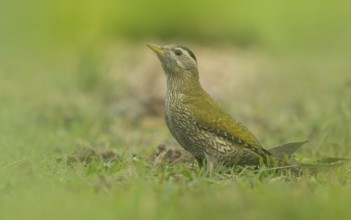 A Female Streak-throated Woodpecker (Picus xanthopygaeus) is standing on the grass. Sreepur,