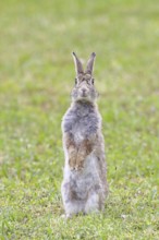 Wild rabbit (Oryctolagus cuniculus), sitting in a meadow, making mate, erect, fully grown, alert,