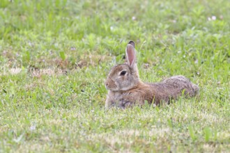 Wild rabbit (Oryctolagus cuniculus), lying in a meadow, fully grown, alert, wildlife, animals,
