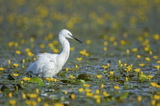 Little Egret (Egretta garzetta) Hungary