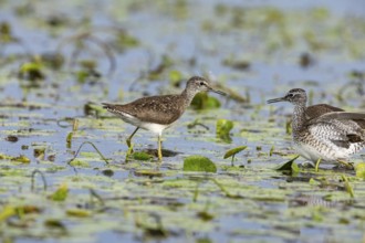 Spotted Redshank (Tringa erythropus) Hungary