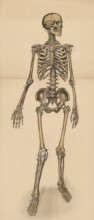 Medical illustration, human skeleton from behind, school picture, authentic reproduction of a