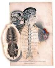 Medical illustration, section of the human organism to facilitate the study of anatomy and